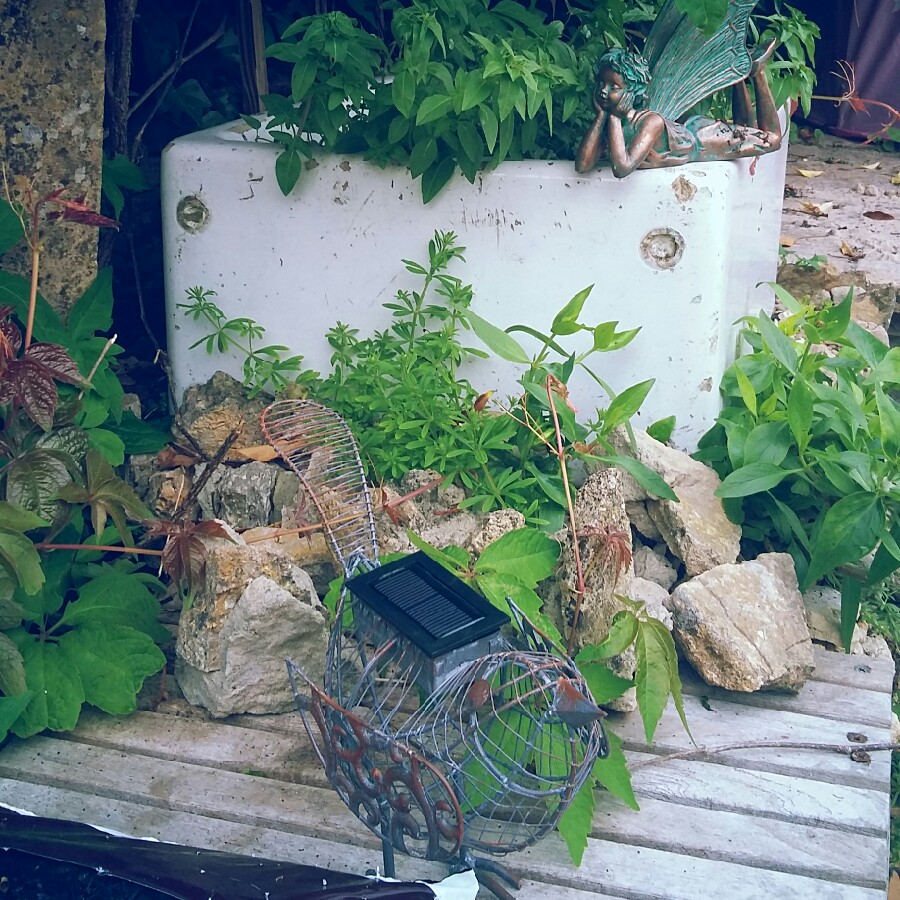 Jess's garden
