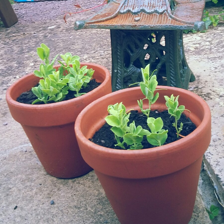 Jess's garden
