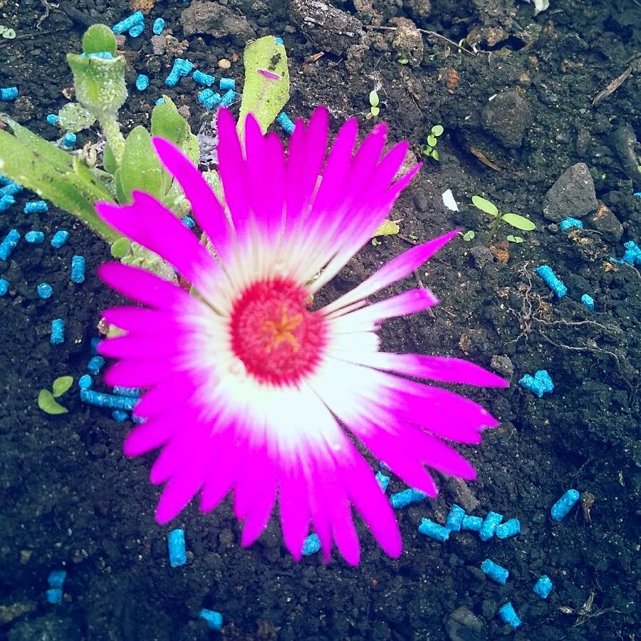 Jess's garden
