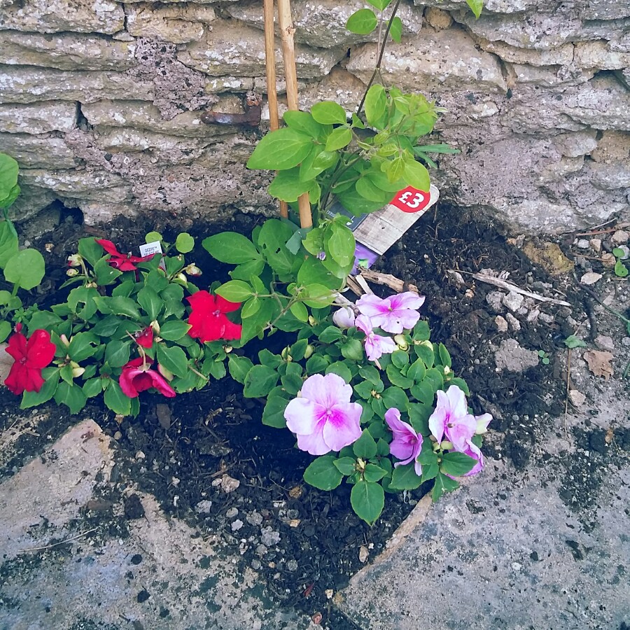 Jess's garden