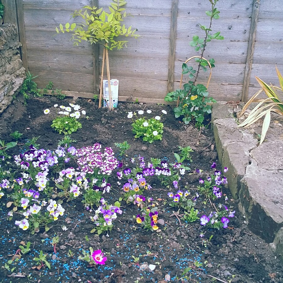 Jess's garden