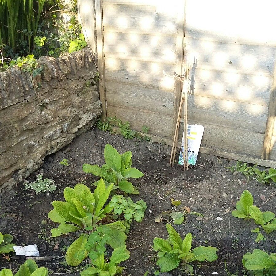 plant image 76358
