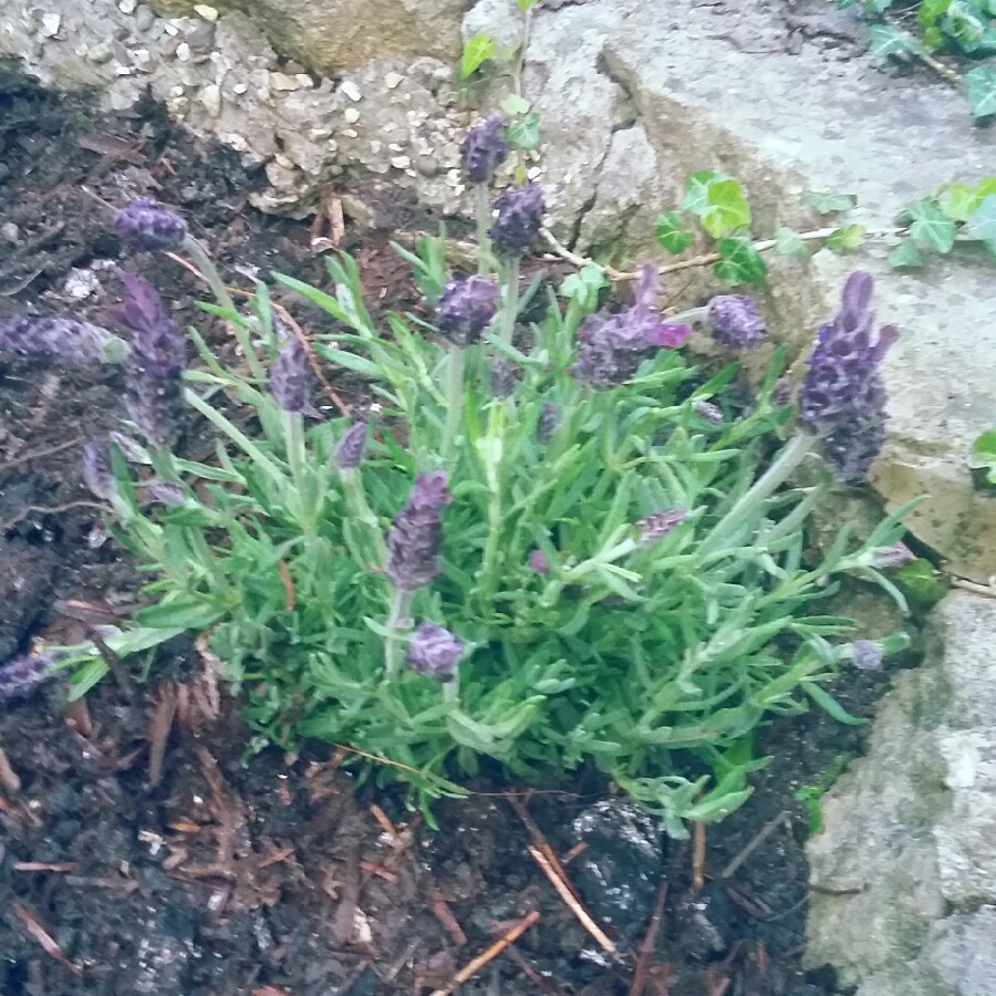 plant image 91753