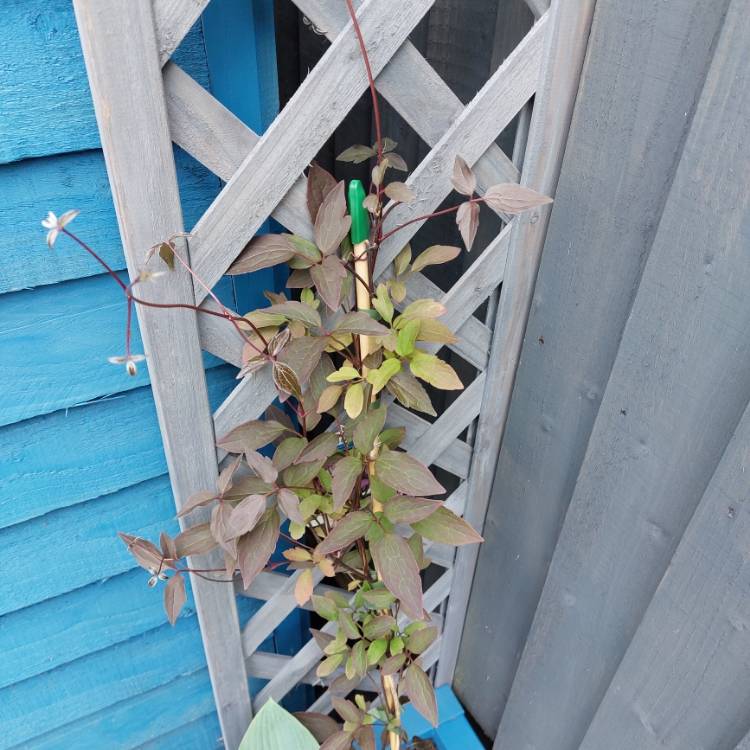 Plant image Clematis montana 'Warwickshire Rose'
