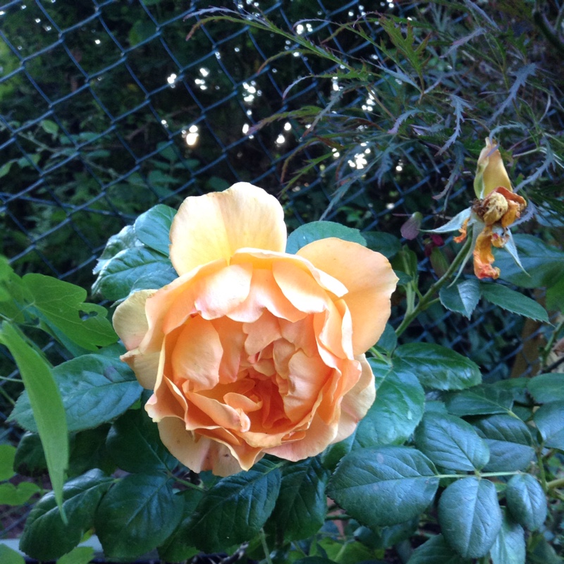 Plant image Rosa 'Carolina'