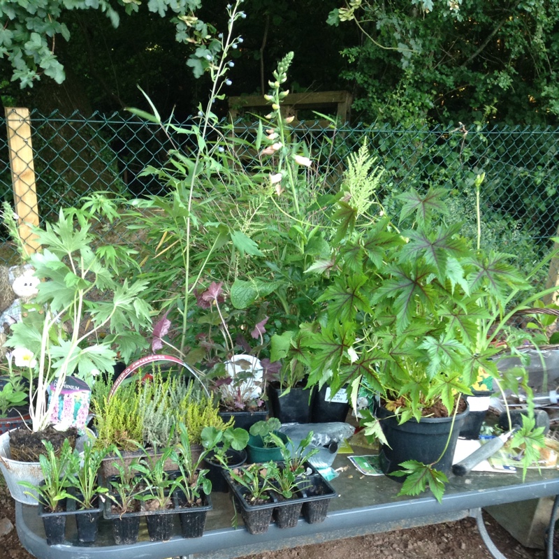 Sara's garden