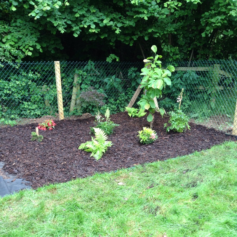 Sara's garden