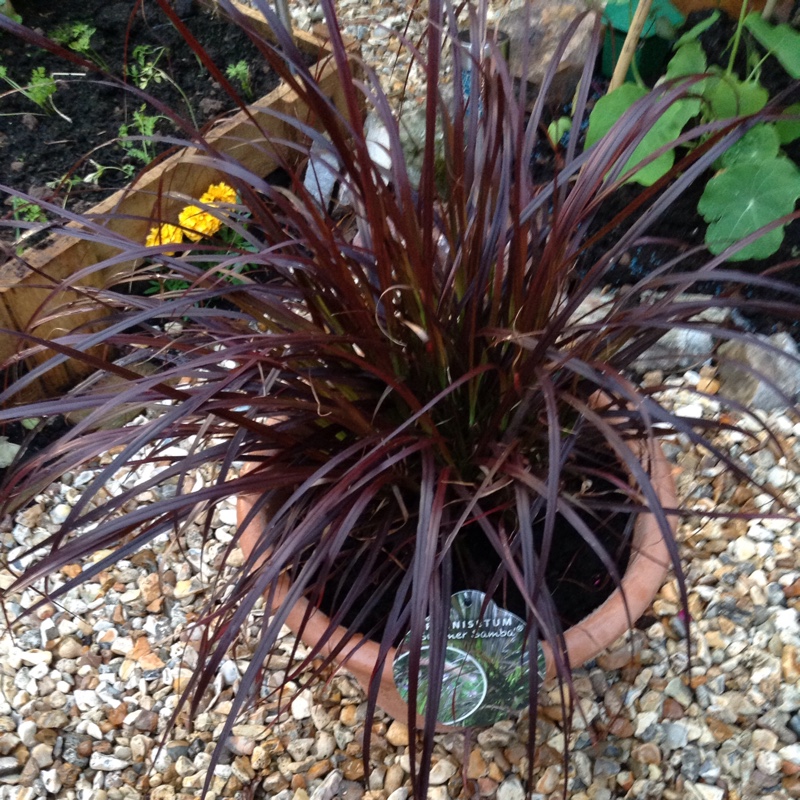 plant image 147367
