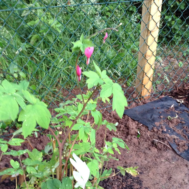 Bleeding Heart 'Valentine'