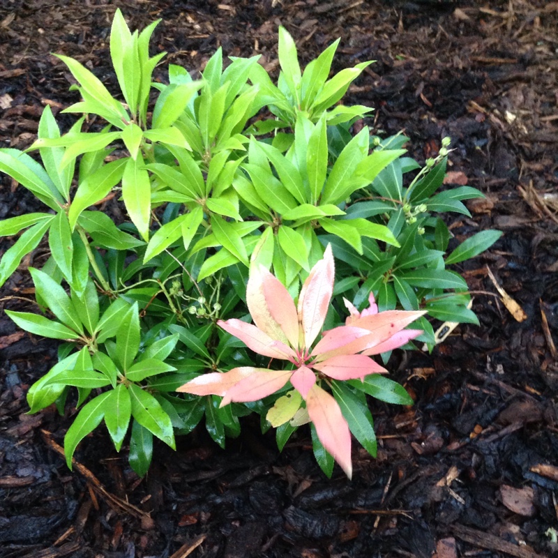 Pieris 'Forest Flame'