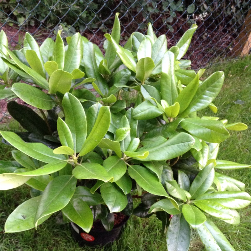 Rhododendron