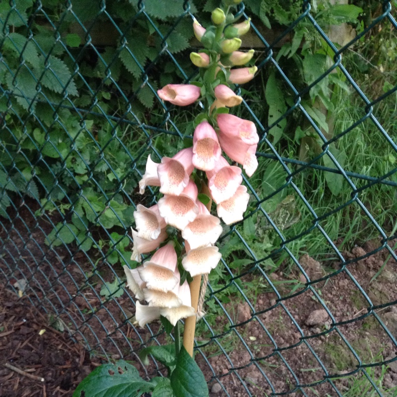 Sara's garden