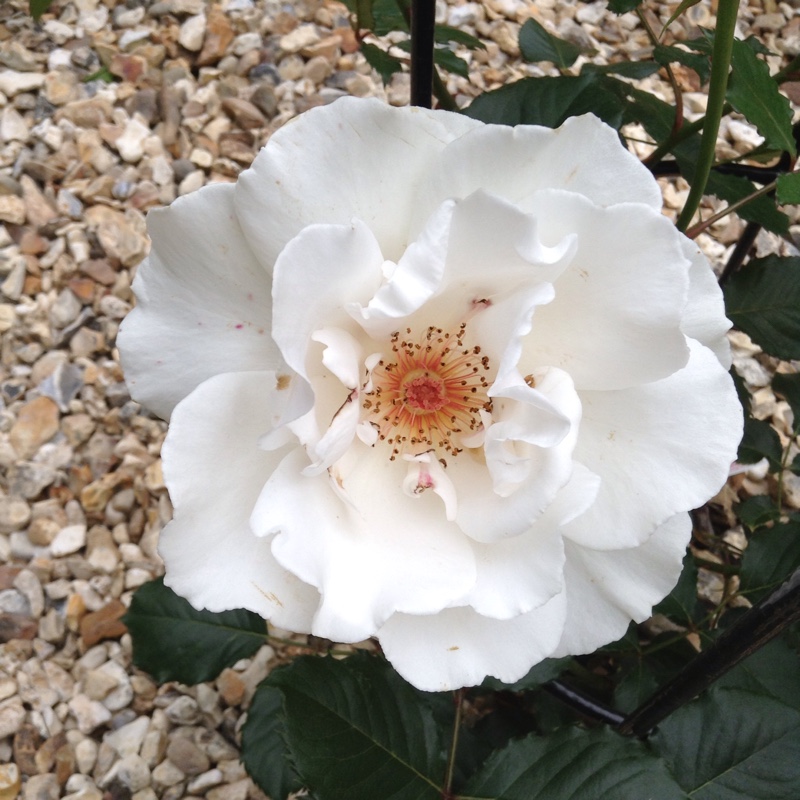 Rose 'Margaret Merril'