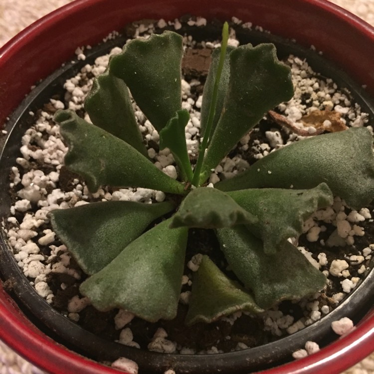 Plant image Adromischus cristatus