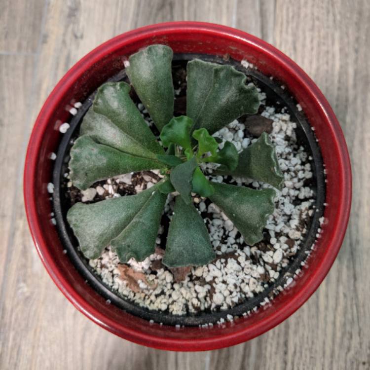 Plant image Adromischus cristatus