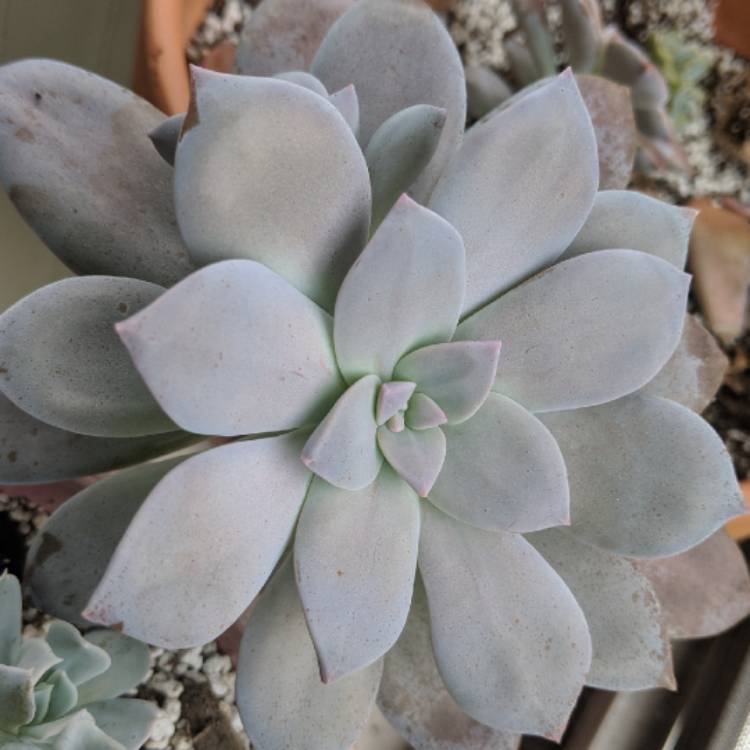 plant image 741748