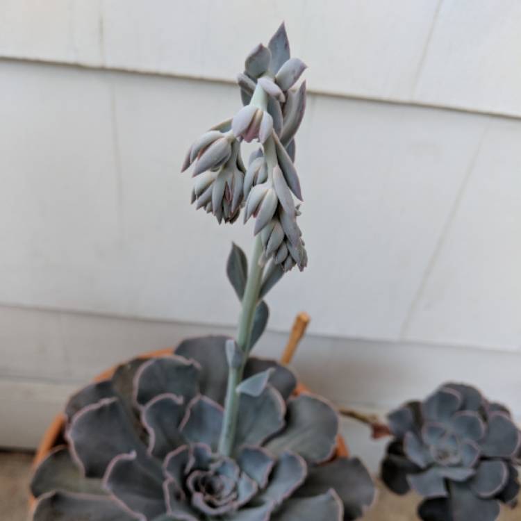 plant image 796316