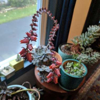 Echeveria Shaviana