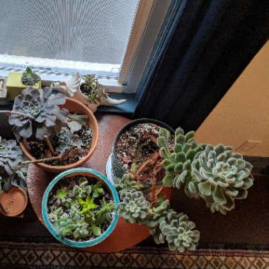Catherine's garden