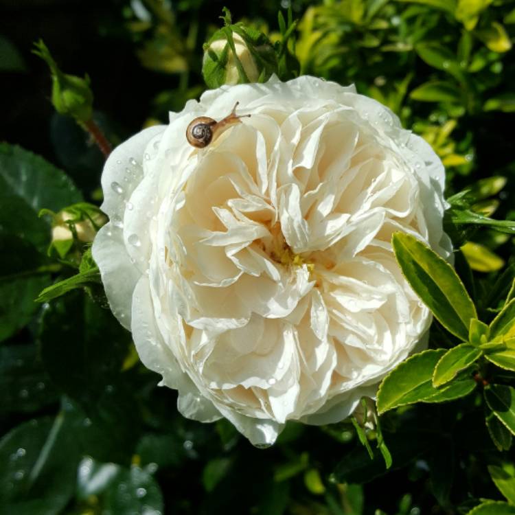 Plant image Rosa 'Macmillan Nurse'