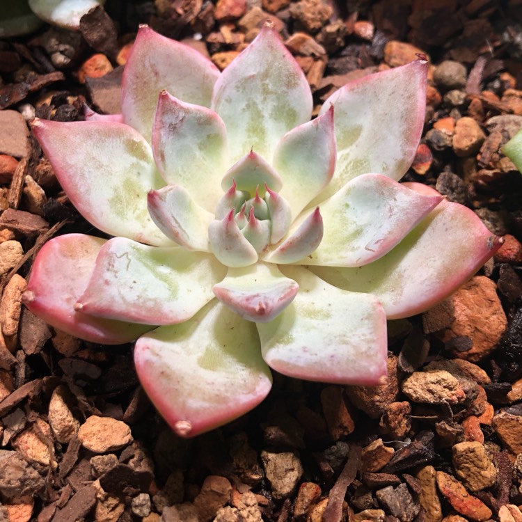 plant image 1393806