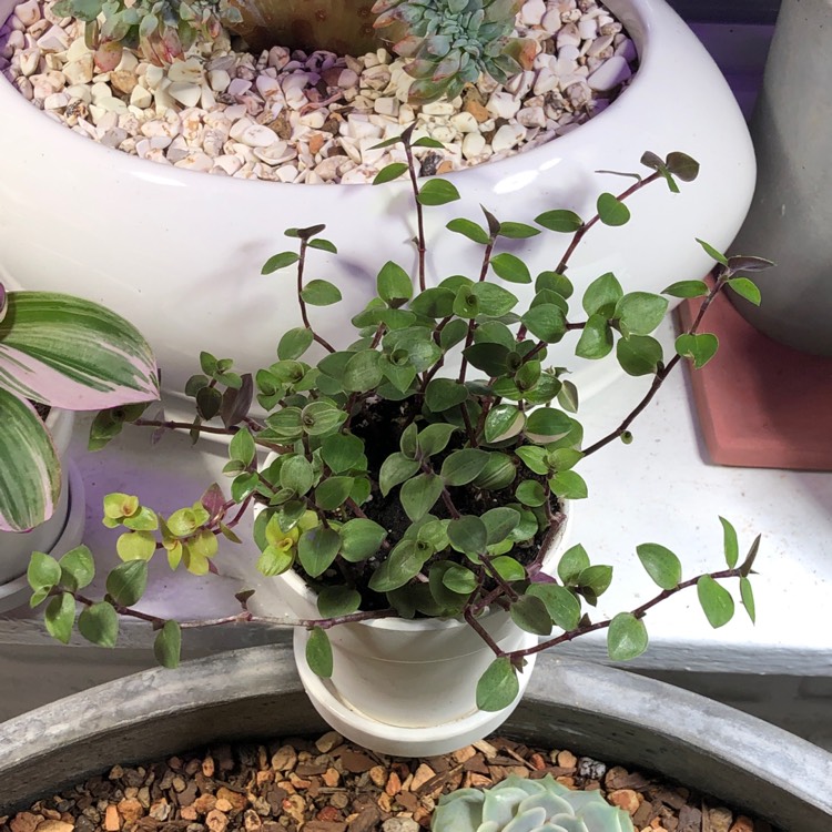 Plant image Callisia repens 'Bianca'