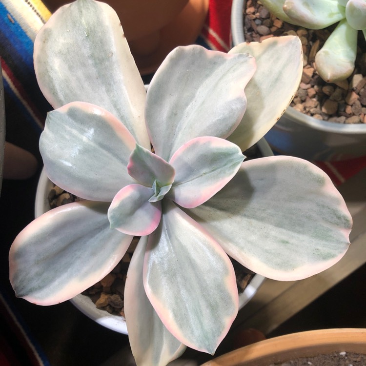 Plant image Echeveria Decora