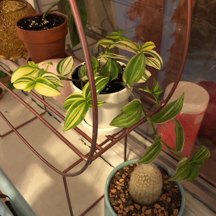 Plant image Tradescantia fluminensis 'Variegata'