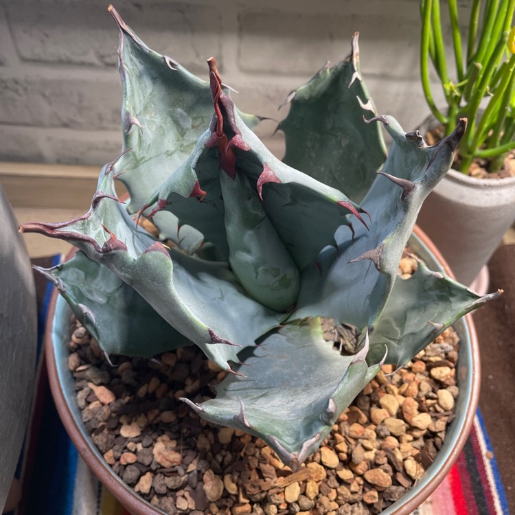 plant image 1419087