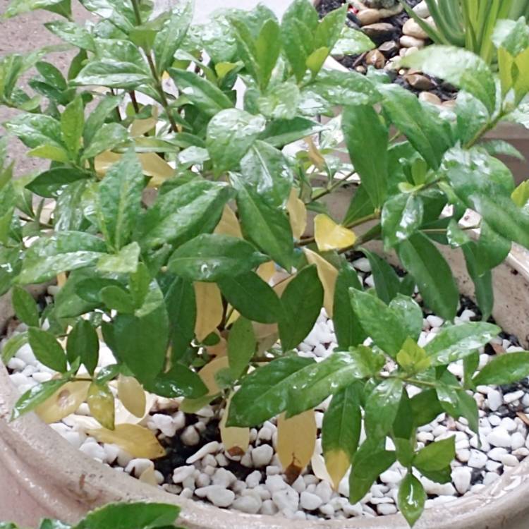 Plant image Gardenia Jasminoides 'August Beauty'