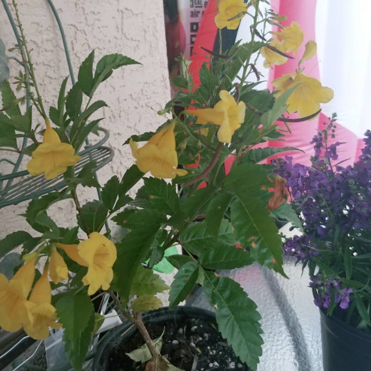 Plant image Tecoma Stans 'Gold Star' syn. Tecoma stans 'Lonesp'
