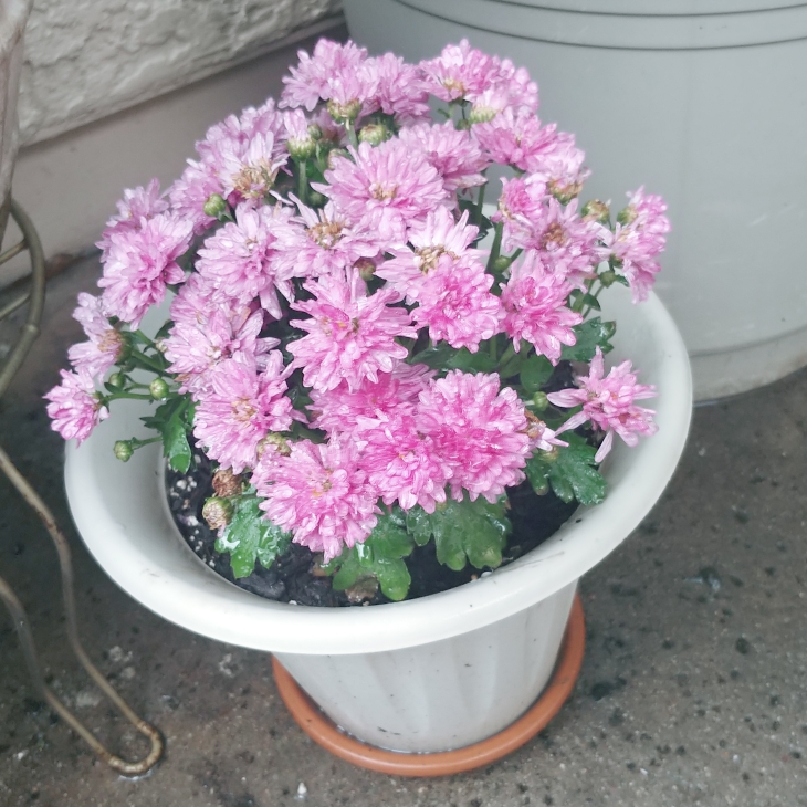 Plant image Chrysanthemum 'Branroyal Purple'