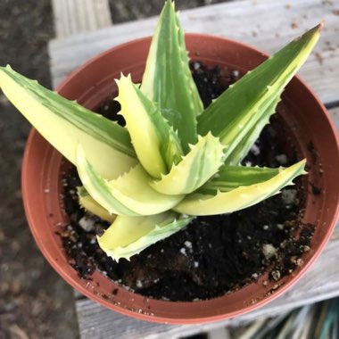 Aloe nobilis variegata