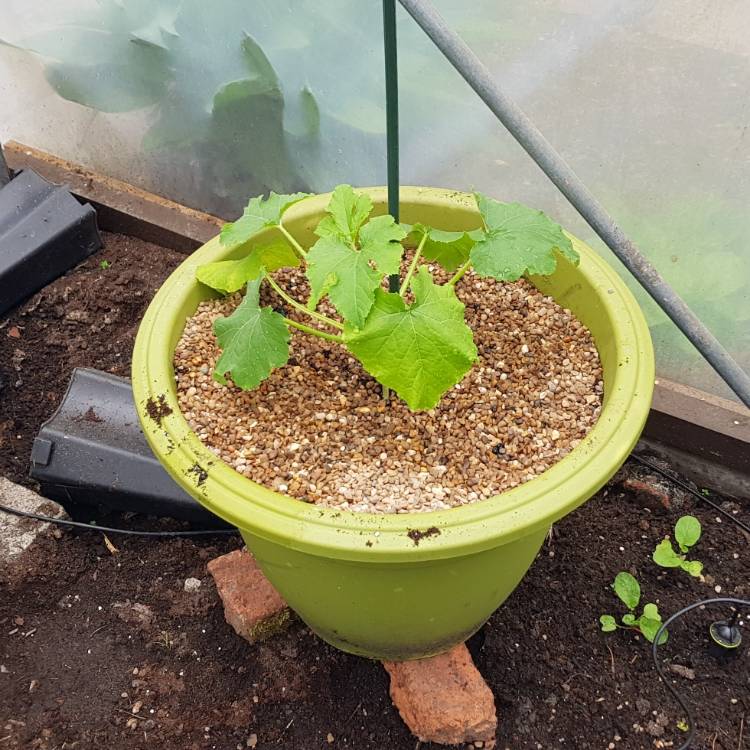 Plant image Cucurbita pepo var. Cylindrica 'Defender'