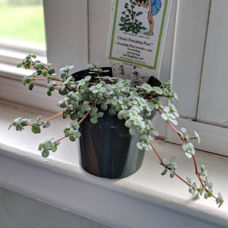Plant image Pilea glauca 'Aquamarine'