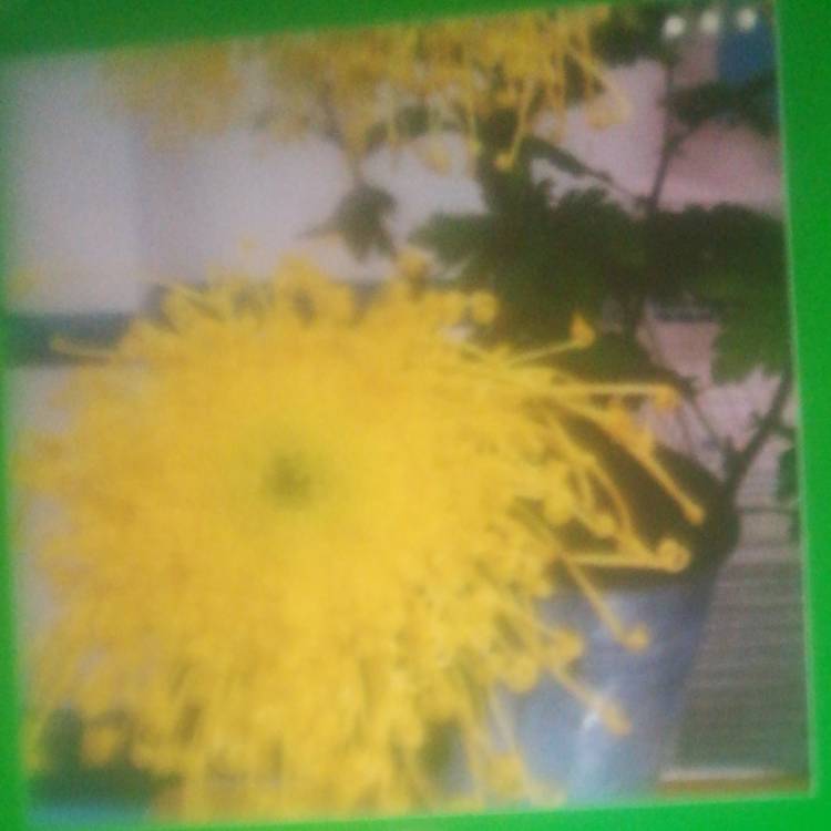 plant image 1679919