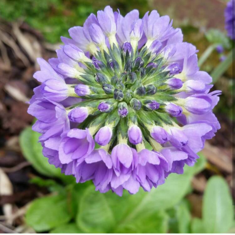 Plant image Primula capitata 'Noverna Deep Blue'