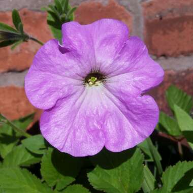 Petunia