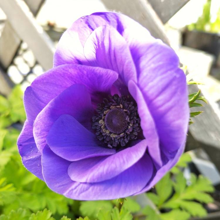 plant image 1094723