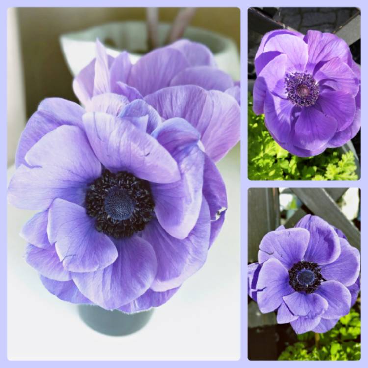 plant image 1104617