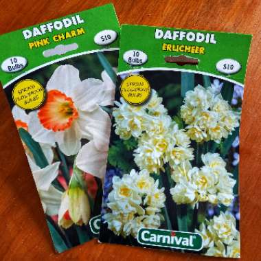 Narcissus