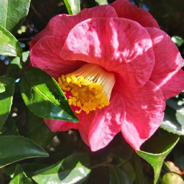 Camellia 'Bright Eyes'