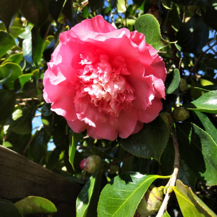 Plant image Camellia japonica 'Pink'
