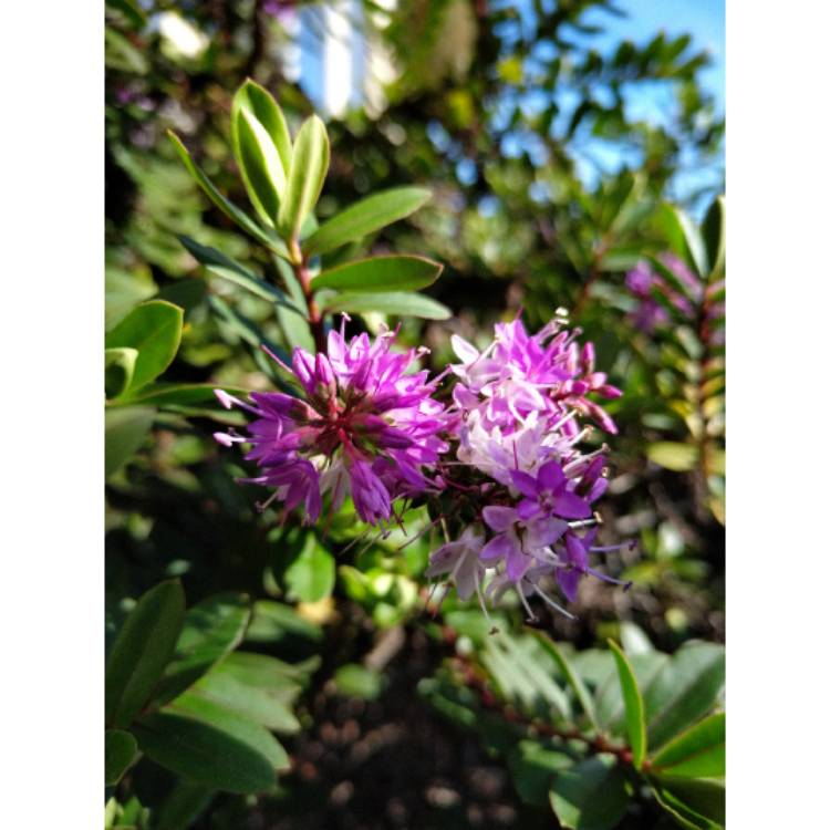 Plant image Hebe