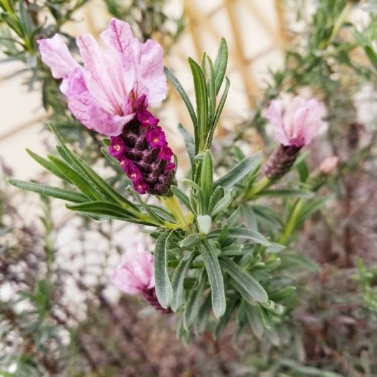 plant image 844469