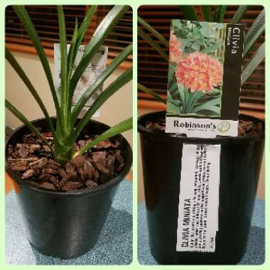 Clivia miniata