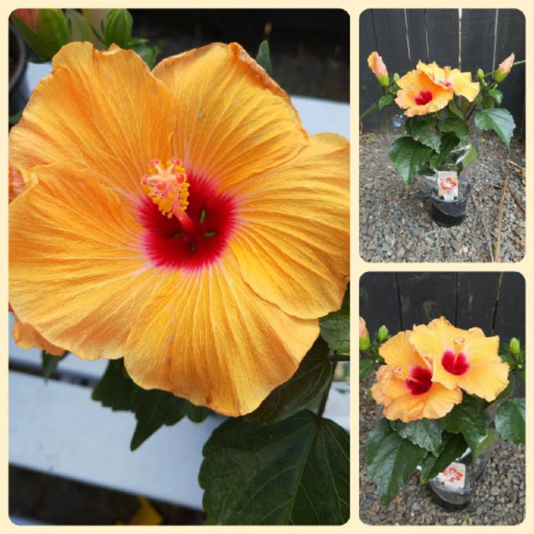 Plant image Hibiscus rosa-sinensis 'Adonicus Pearl'