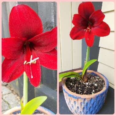 Hippeastrum (Galaxy Group) 'Monte Carlo'