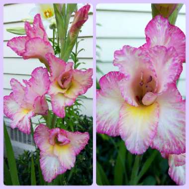 Gladiolus