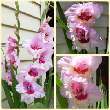 Gladiolus
